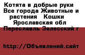 Котята в добрые руки - Все города Животные и растения » Кошки   . Ярославская обл.,Переславль-Залесский г.